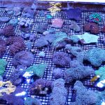 Portland Coral Frags