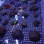 Portland Coral Frags